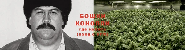 шишки Бородино