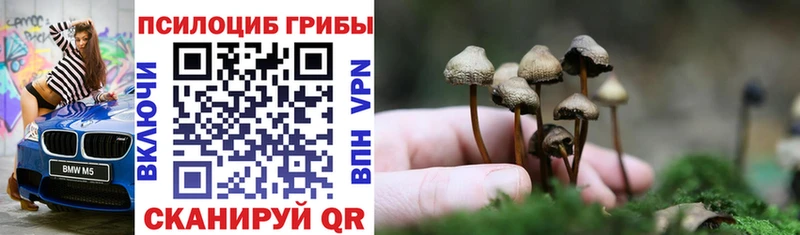 как найти наркотики  Ветлуга  Псилоцибиновые грибы Psilocybe 